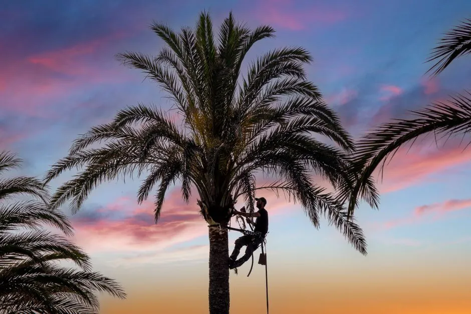 Jardin mediterraneen amenage et entretenu