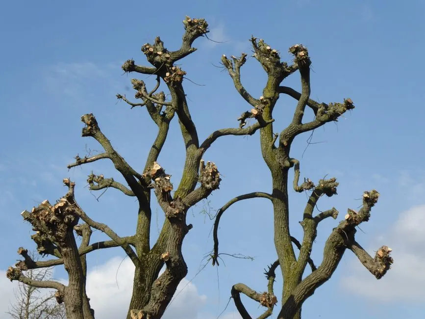 Jardin mediterraneen avec olivier taille par Emilien Nello, paysagiste a Toulon